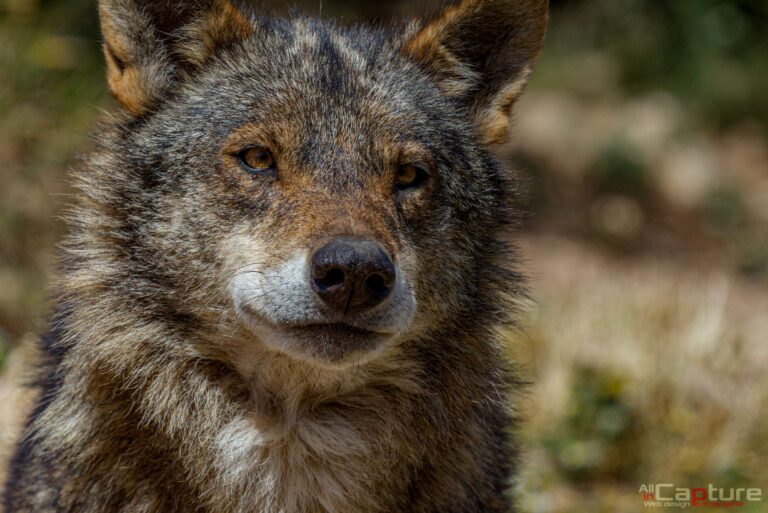 Le Loup et moi, une rencontre magique au cœur des montagnes du Gerês (Portugal).